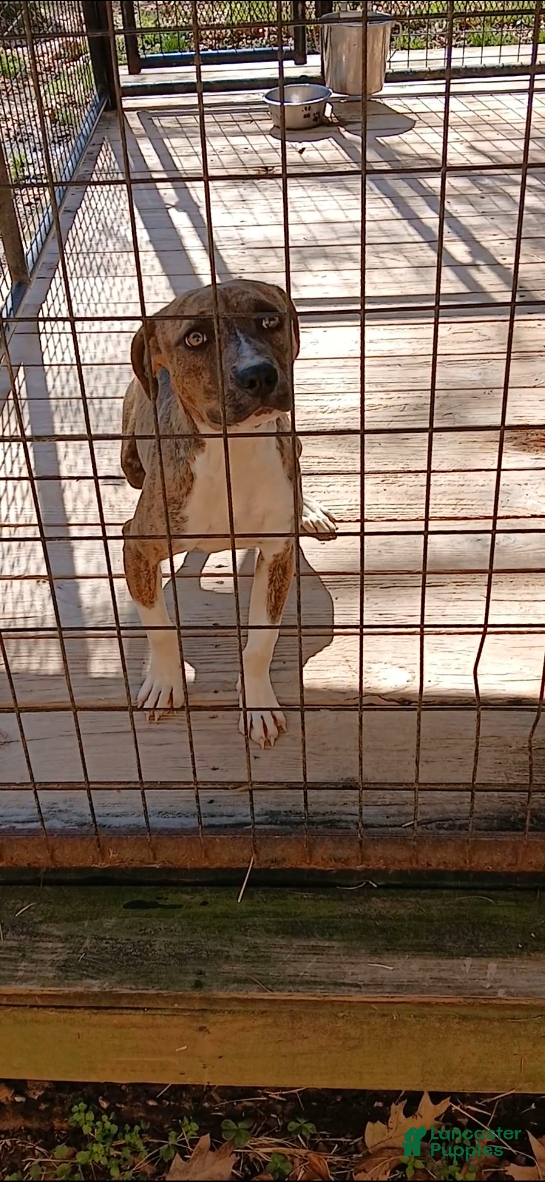 American Pit Bull Terrier dogs American Pit Bull Terrier Puppy 1 - Ad 2