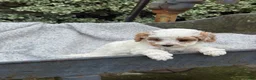 Toy Poodle dogs for sale: Chewy - Ad 12