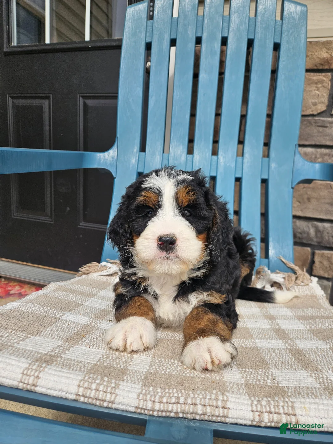 Bernedoodle dogs for sale: Lola Bernedoodle F1 - Ad 4