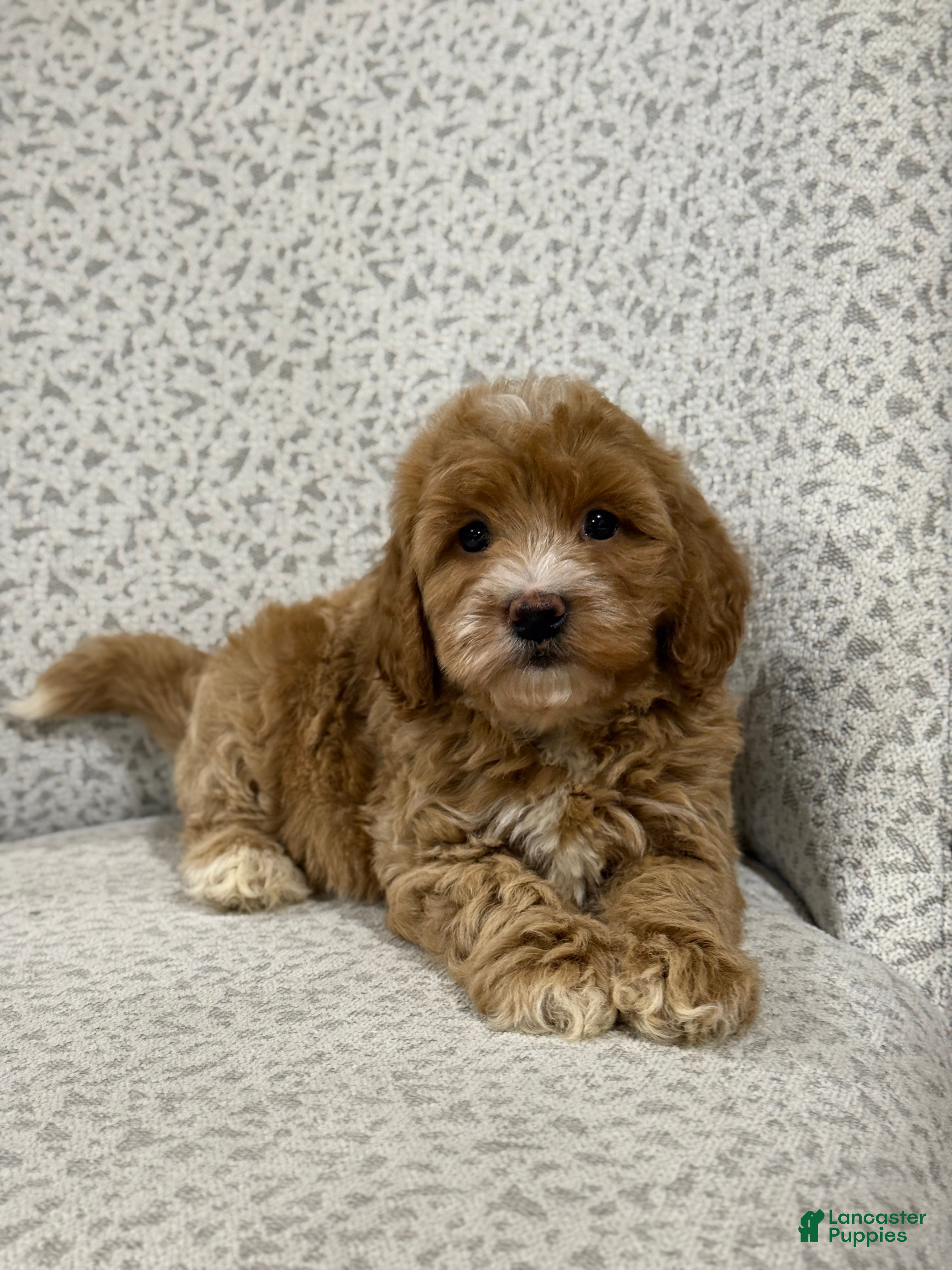 Mini Goldendoodle dogs Goldie - Ad 2