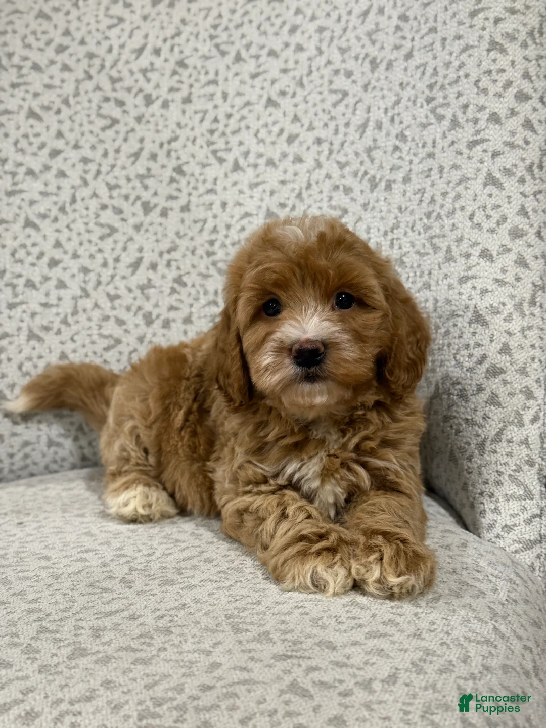 Mini Goldendoodle dogs for sale: Goldie - Ad 2