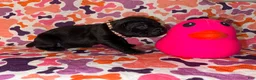 Cane Corso dogs for sale: Brown Collar Female - Ad 5