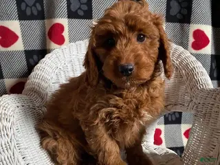 Mini Goldendoodle dogs Charlie - Ad 18