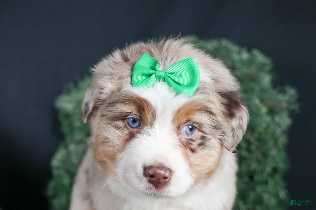 Miniature Australian Shepherd dogs for sale: SAMMY - Ad 23