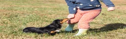 Miniature Dachshund dogs for sale: Hobbes - Ad 13