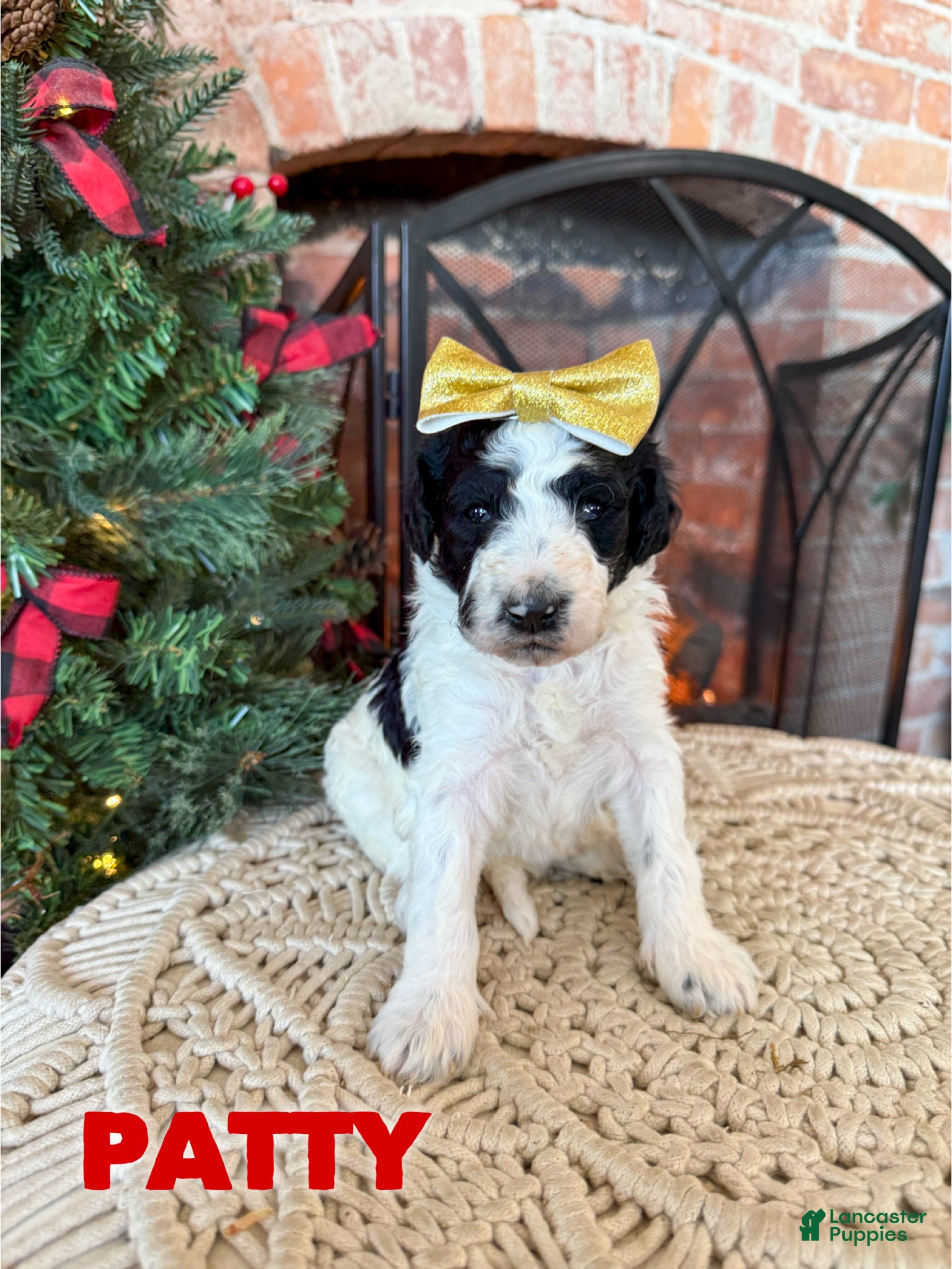 Mixed Breed dogs Patty - Ad 19