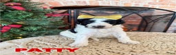 Mixed Breed dogs for sale: Patty - Ad 1