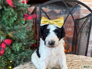 Mixed Breed dogs Patty - Ad 21