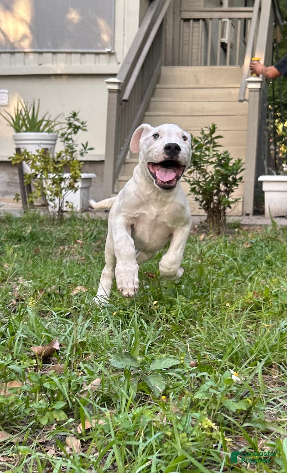 Dogo Argentino dogs Dogo Argentino Rex - Ad 2