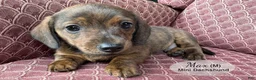 Miniature Dachshund dogs for sale: Max - Ad 5