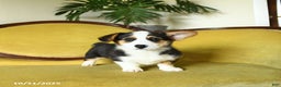 Welsh Corgi Pembroke dogs for sale: Nickle  - Ad 12