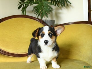 Welsh Corgi Pembroke dogs - Ad 12