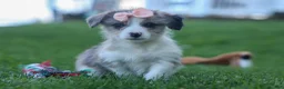 Corgipoo dogs for sale: NAOMI - Ad 2