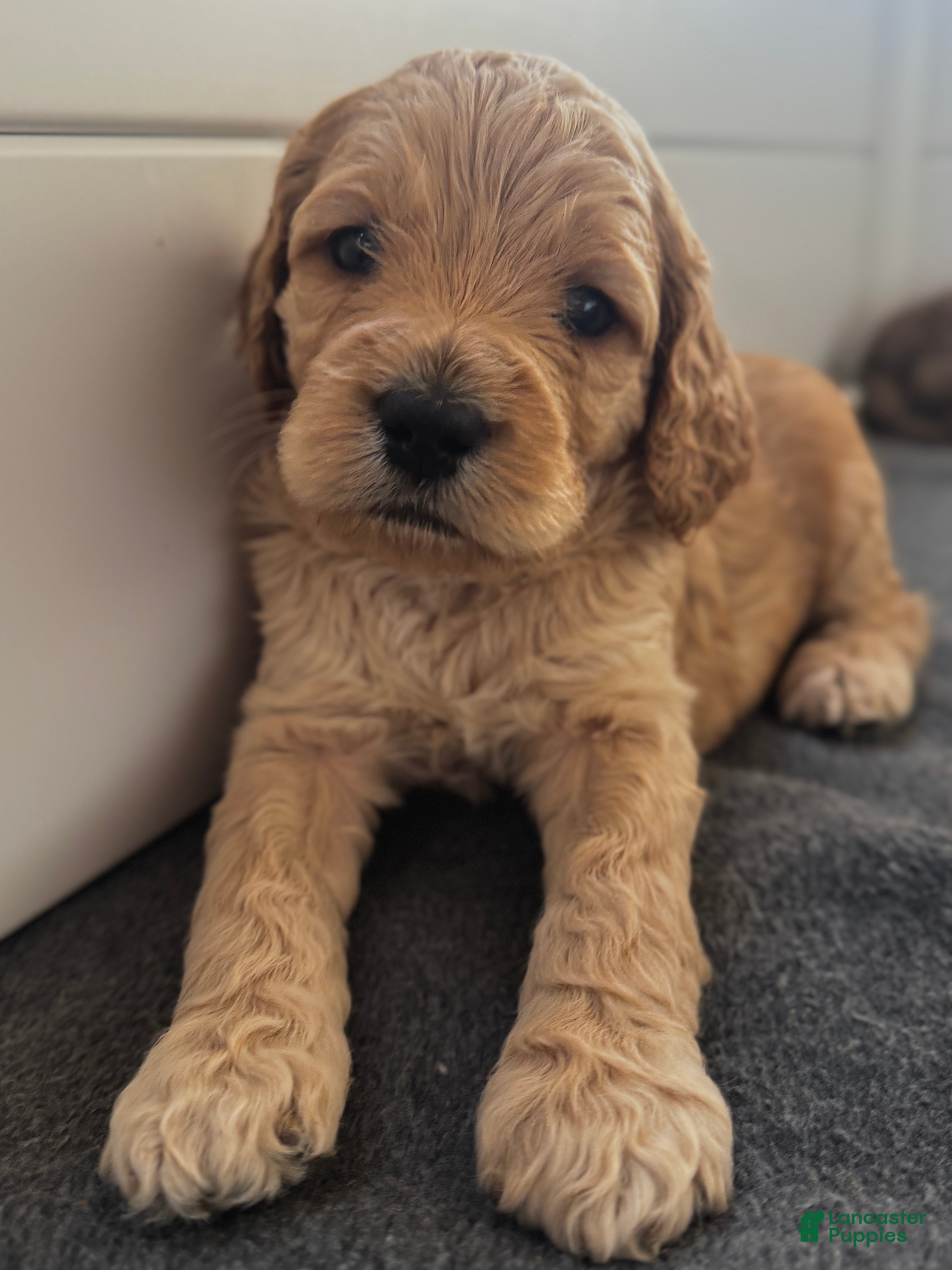 Cockapoo dogs Cockapoo Puppy 4 - Ad 1