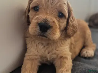 Cockapoo dogs Cockapoo Puppy 4 - Ad 3