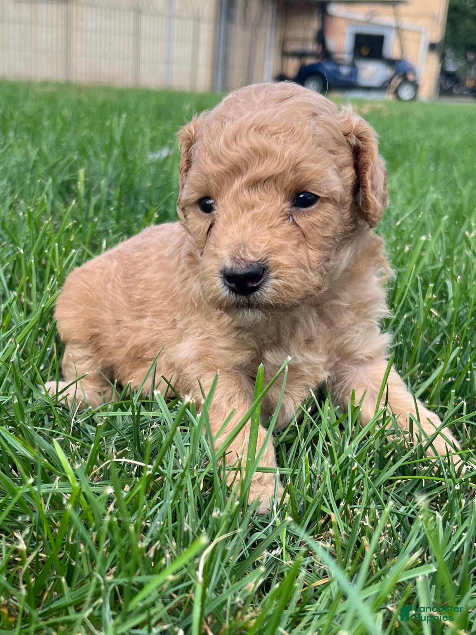 Miniature Poodle dogs Latte  - Ad 2