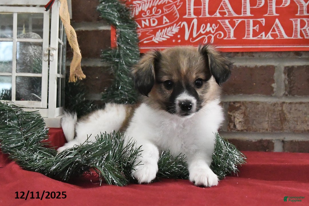 Papillon dogs for sale: Oscar - Ad 5