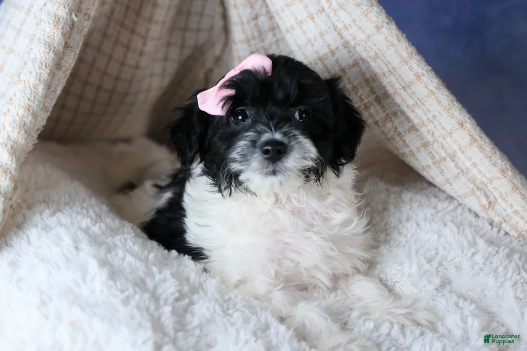 Havapoo dogs for sale: FREDA - Ad 12