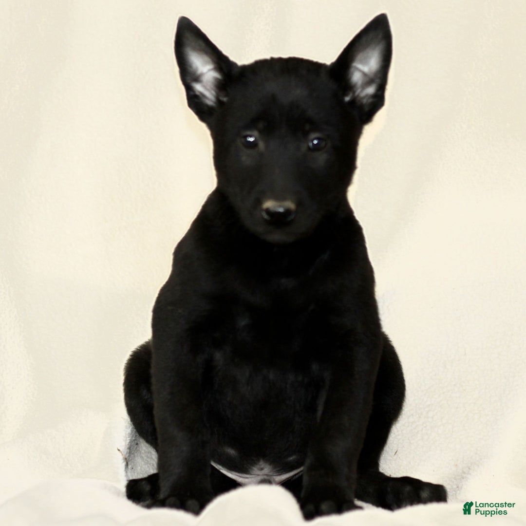 Belgian Malinois dogs for sale: Connor  - Ad 1