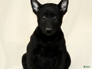 Belgian Malinois dogs Connor - Ad 35