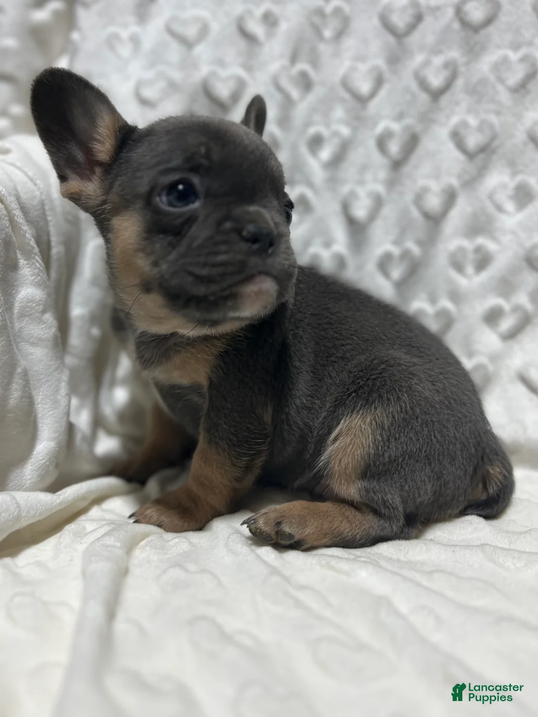 French Bulldog dogs for sale: French Bulldog Puppy 6 - Ad 1