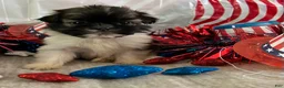 Shih Tzu dogs for sale: Creed - Ad 5