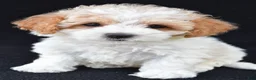 Cavachon dogs for sale: Jasper - Ad 9