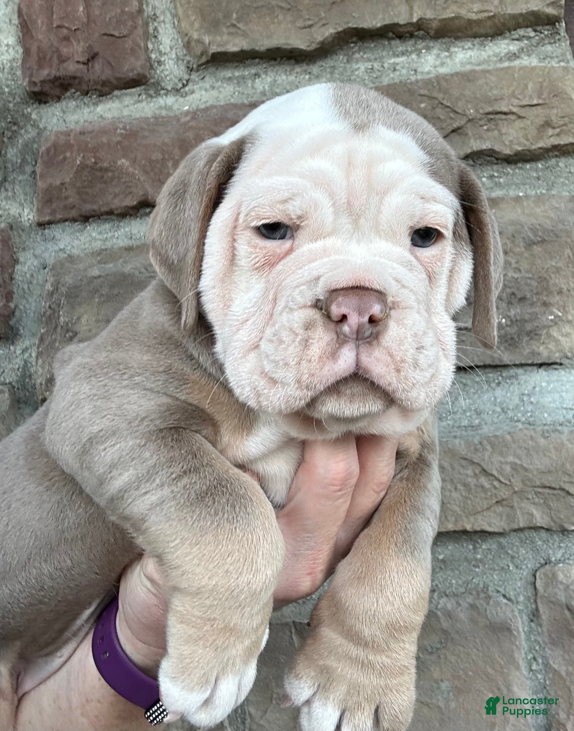 Olde English Bulldogge dogs Olde English Bulldogge Puppy 1 - Ad 17