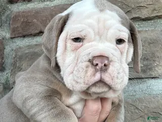 Olde English Bulldogge dogs Olde English Bulldogge Puppy 1 - Ad 17