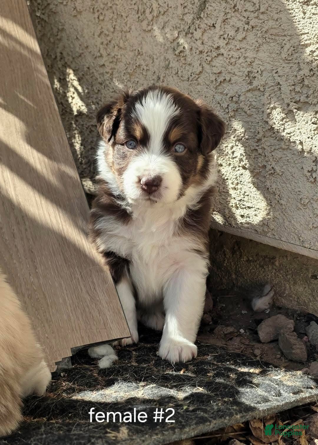 Australian Shepherd dogs Female #2 Dark Red Tricolor Australian shepherd  - Ad 21