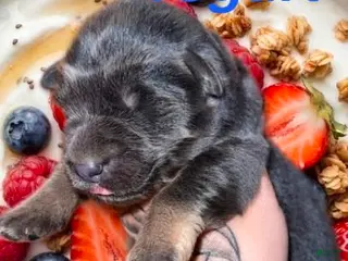 German Shepherd dogs Yogurt - Ad 19