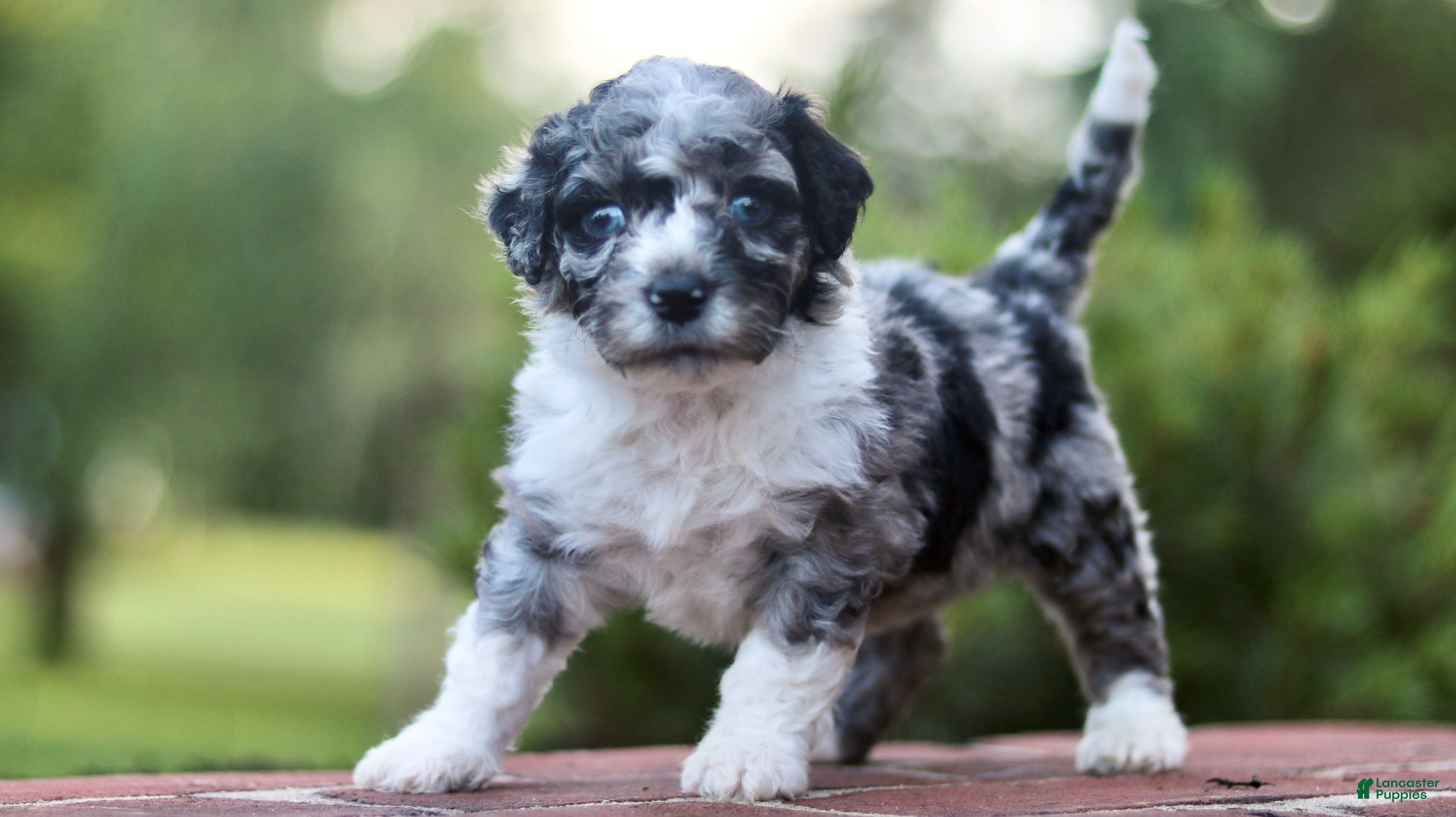 Mini Bernedoodle dogs Goldie - Ad 2