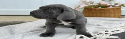 Cane Corso dogs for sale: Brute - Ad 15