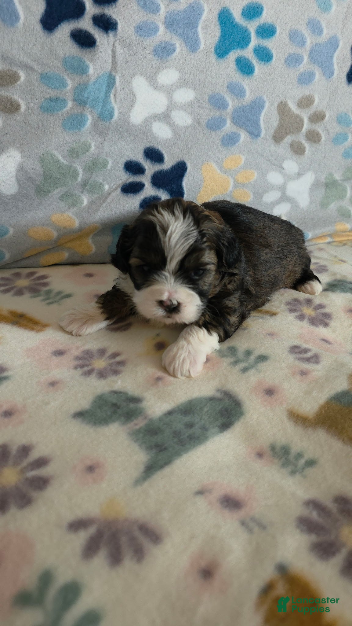 Shihpoo dogs Shihpoo Puppy 3 - Ad 1