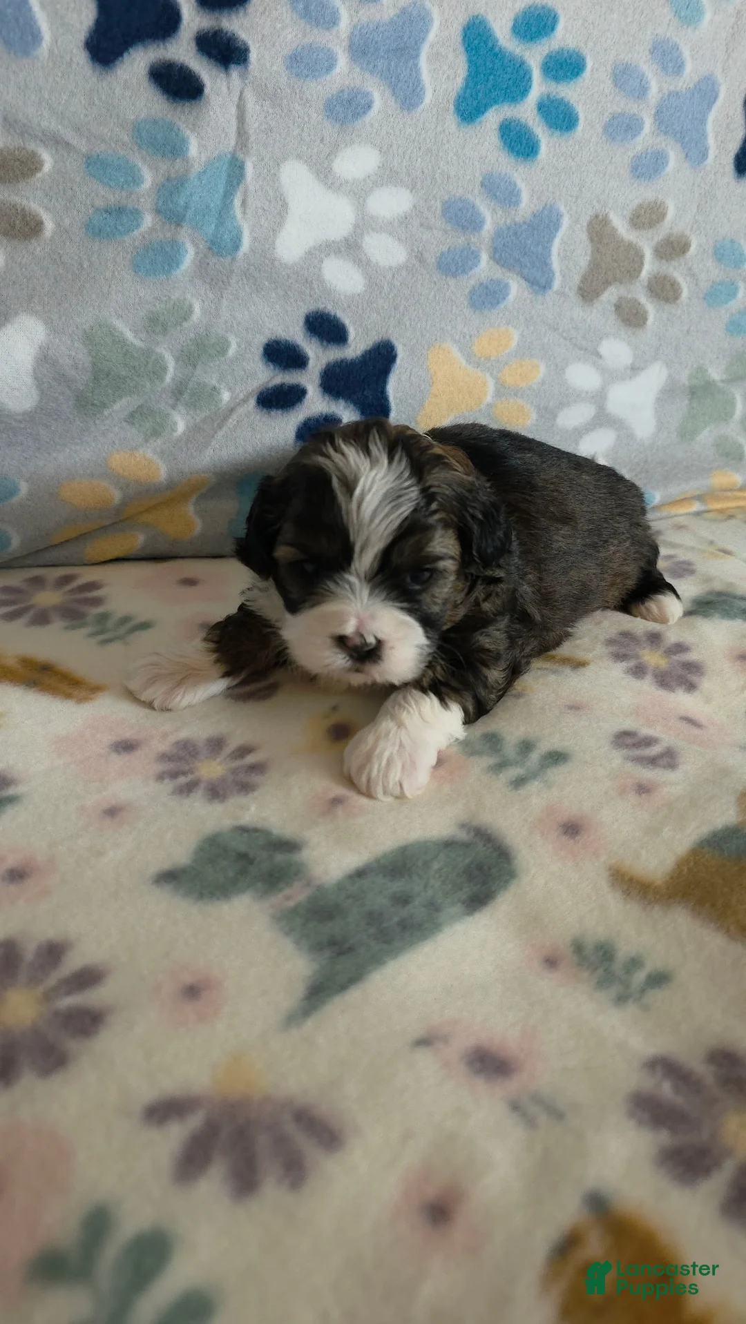Shihpoo dogs for sale: Shihpoo Puppy 3 - Ad 1