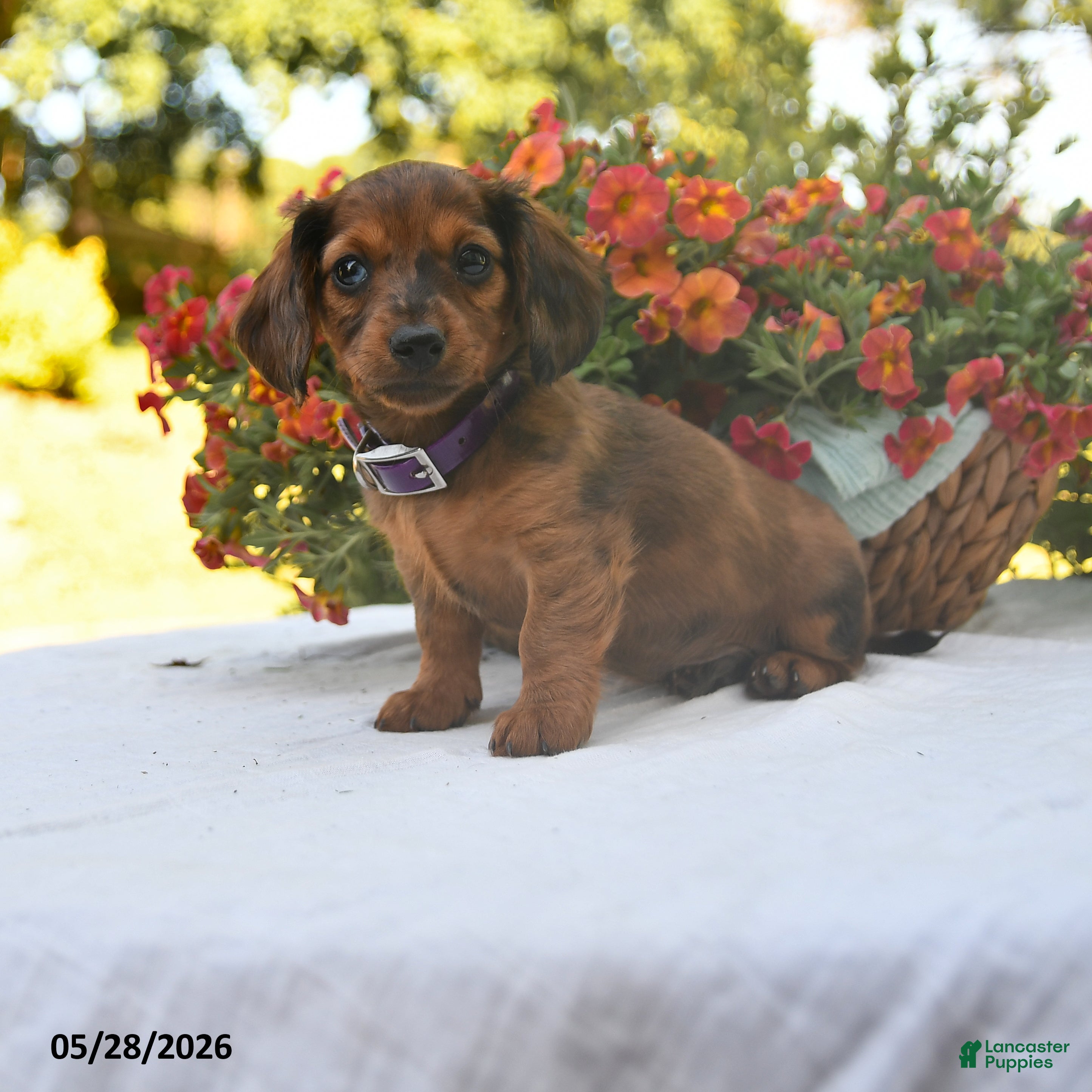 Dachshund dogs Oliver - Ad 1