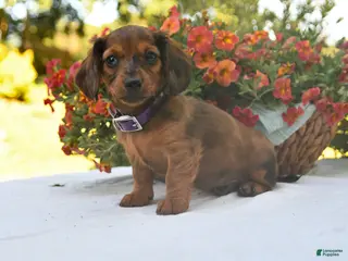 Dachshund dogs for sale: Oliver - Ad 1