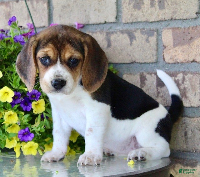 Beagle dogs for sale: Buffy - Ad 4