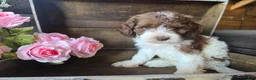 Cockapoo dogs for sale: Chic - Ad 4