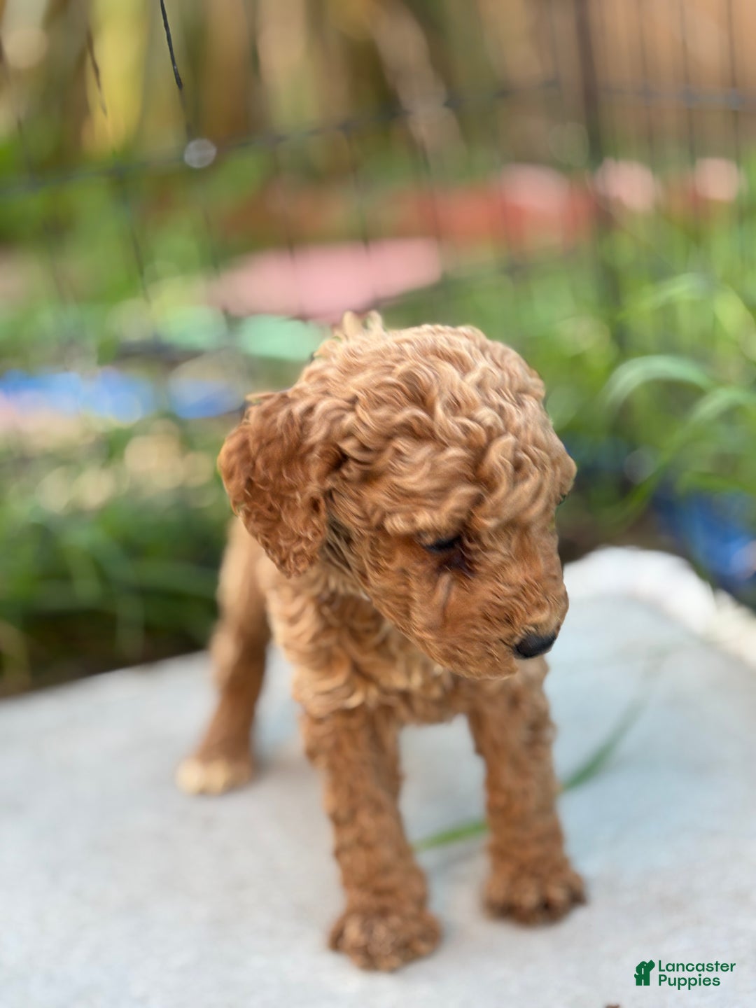 Standard Poodle dogs for sale: Charlie - Ad 2