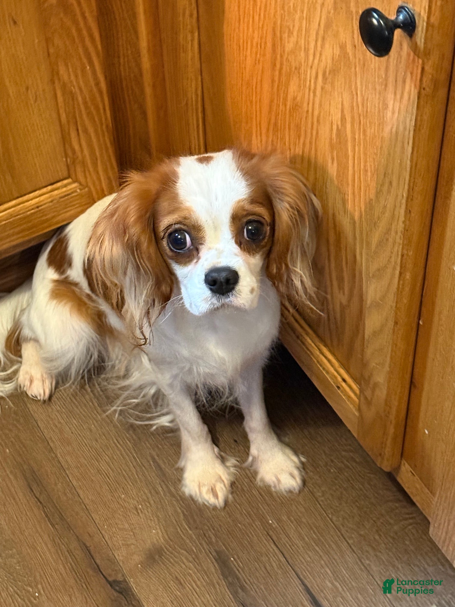 Cavalier King Charles Spaniel dogs for sale: Cavalier King Charles Spaniel - Harrison - Ad 2