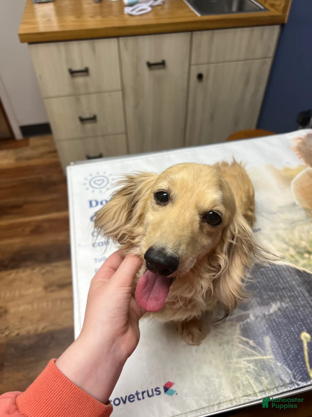 Miniature Dachshund dogs for sale: Miniature Dachshund Puppy 1 - Ad 4