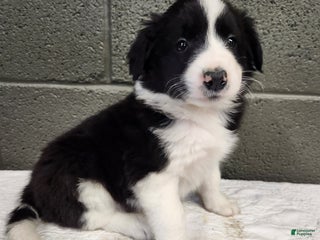 Border Collie dogs Border Collie - Dottie - Ad 37