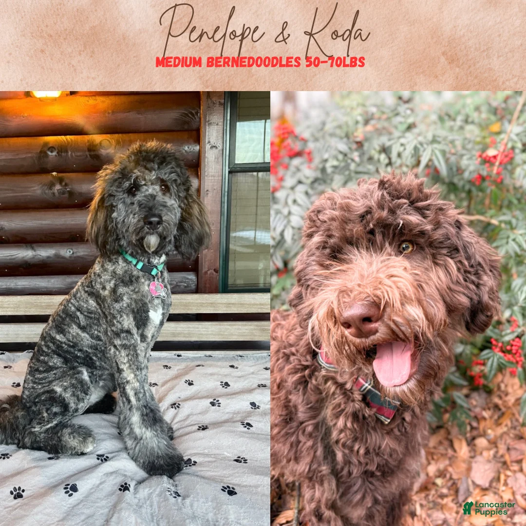 Bernedoodle dogs for sale: Hummingbird - Ad 2