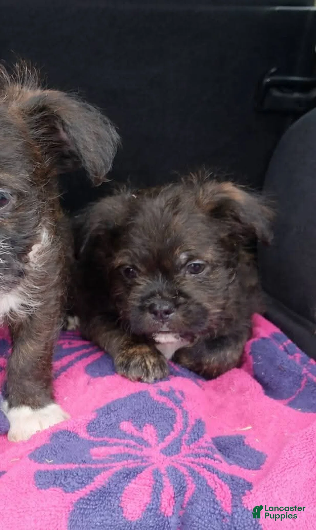 Mixed Breed dogs for sale: Chewy - Ad 2