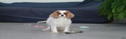Cavalier King Charles Spaniel dogs for sale: George - Ad 14
