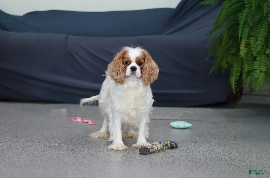 Cavalier King Charles Spaniel dogs for sale: George - Ad 14