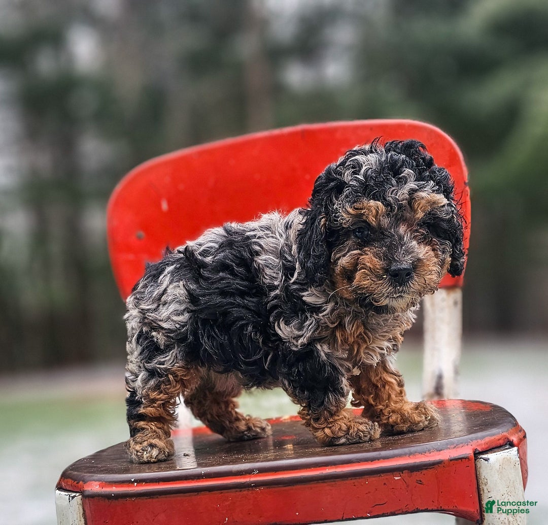 Miniature Poodle dogs for sale: Shadow - Ad 2