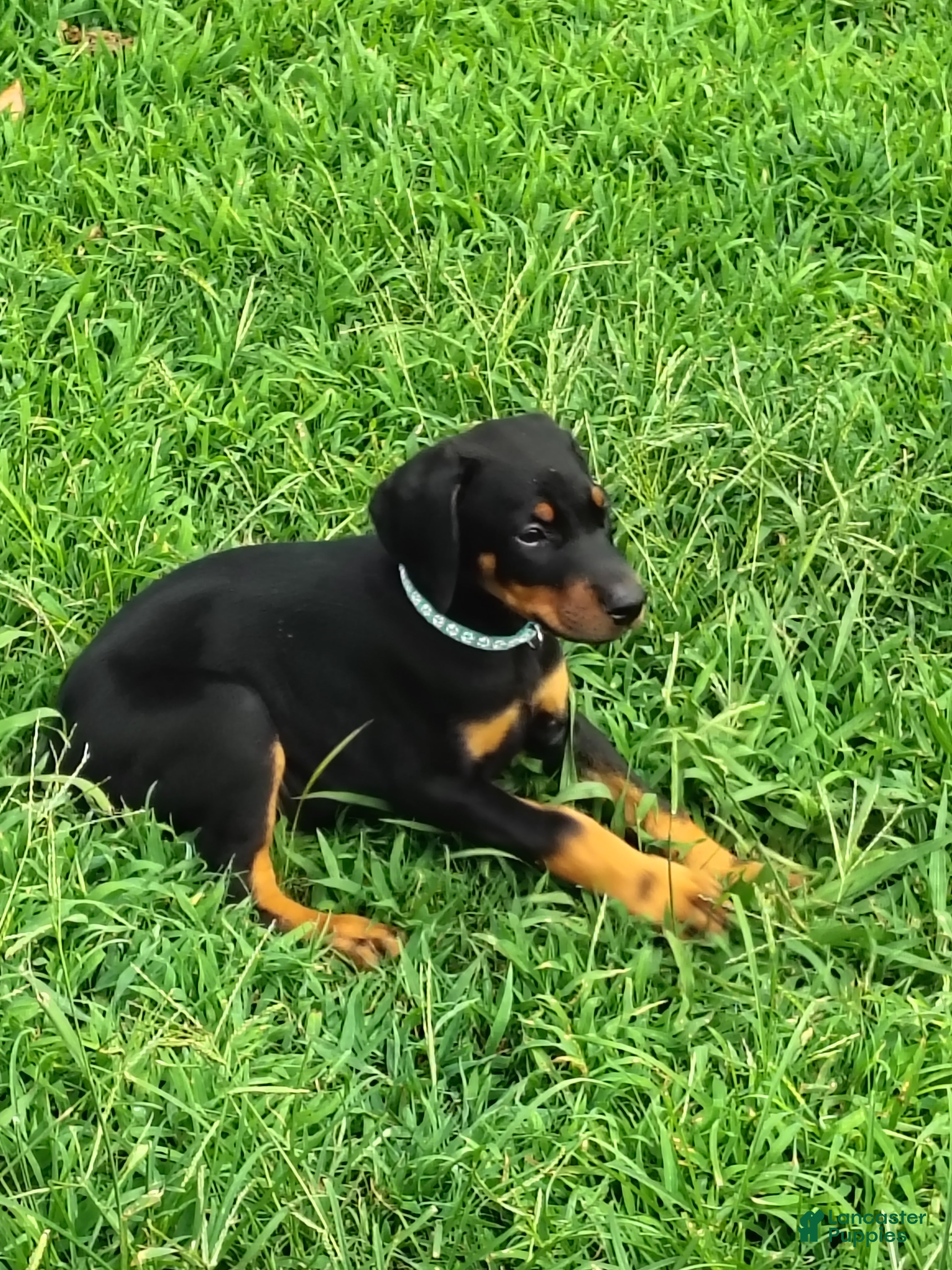 Doberman Pinscher dogs Doberman Pinscher / Light Blue - Ad 32