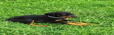 Doberman Pinscher / Light Blue